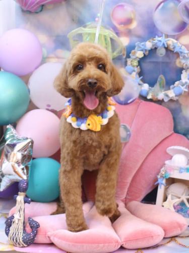 20240804テディくん